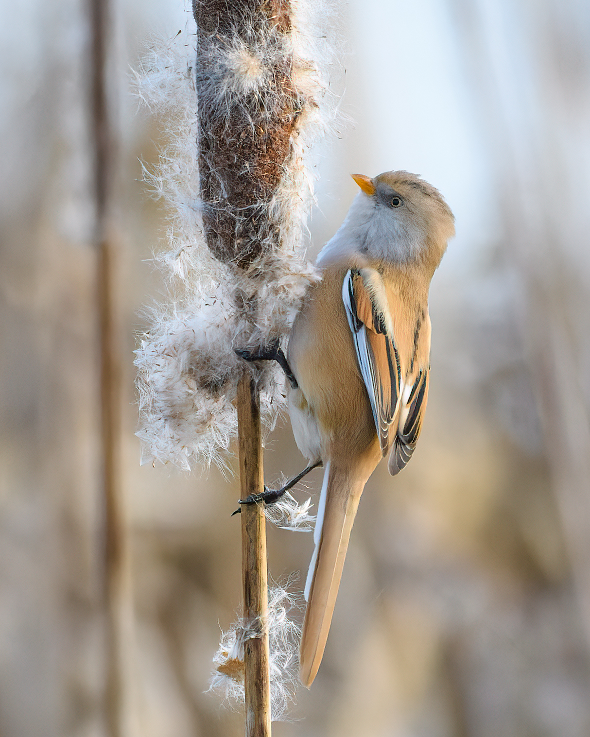 Bearded Tit Jalal Khan