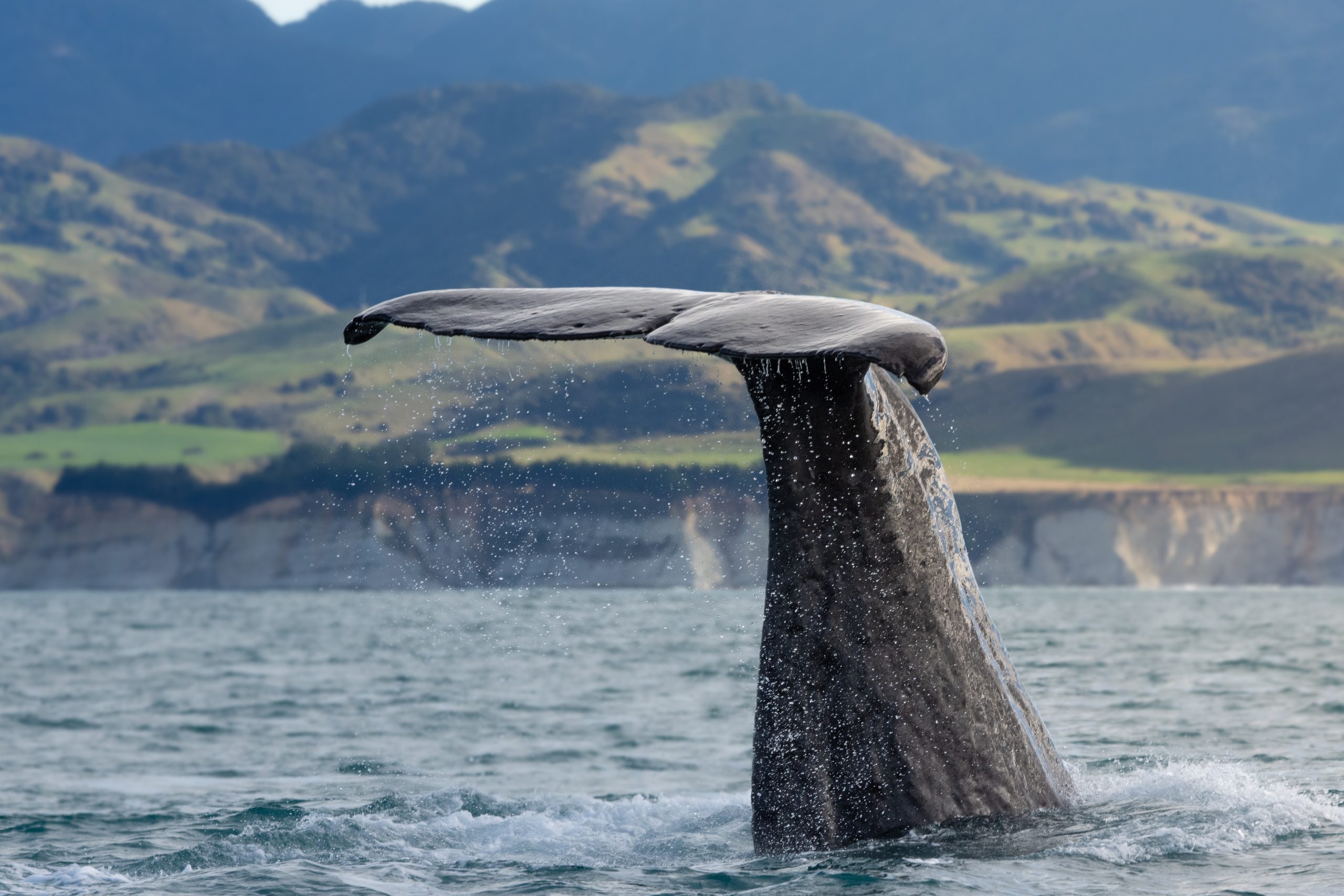 Ben Jones July 2018 Sperm Whale