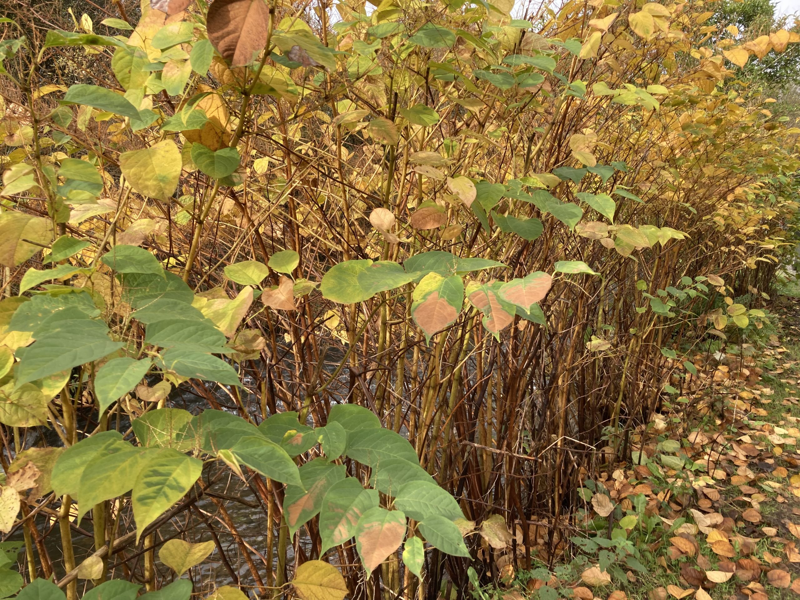 Himalayan balsam