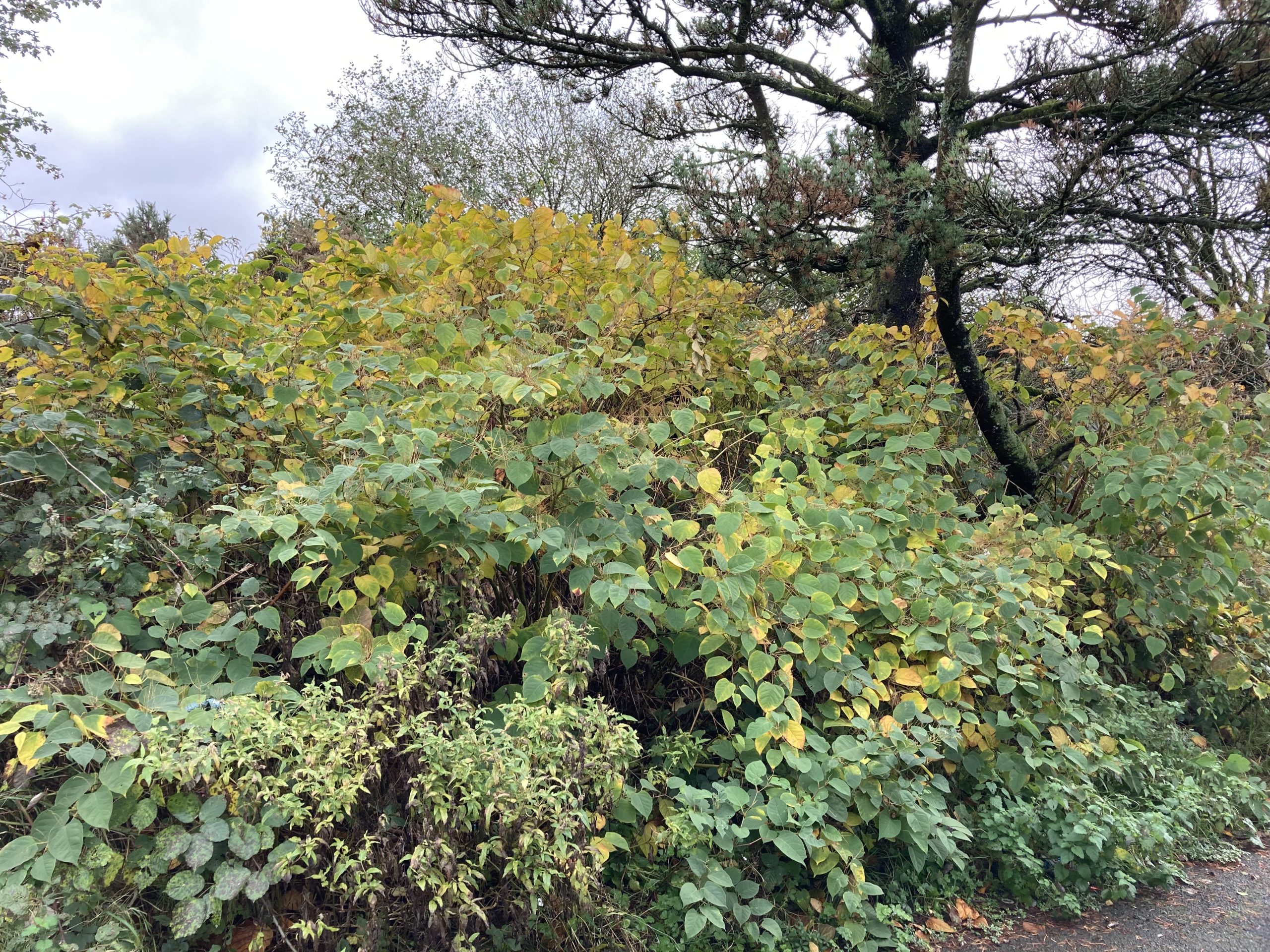 Himalayan balsam