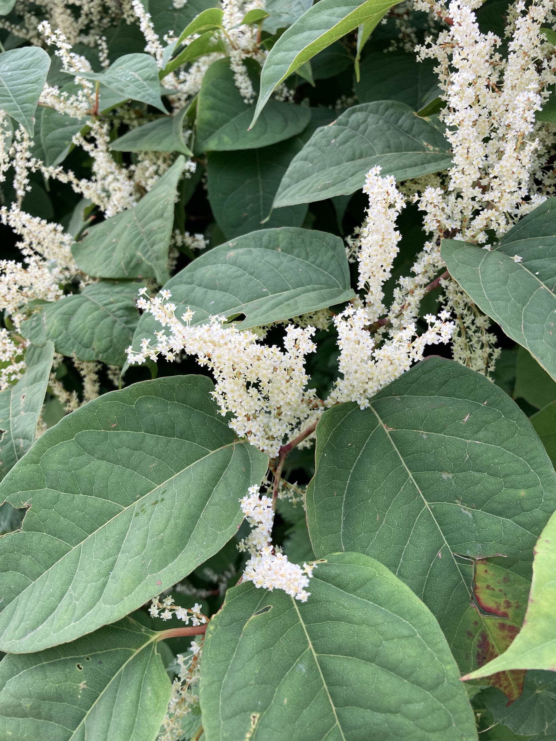 Japanese knotweed