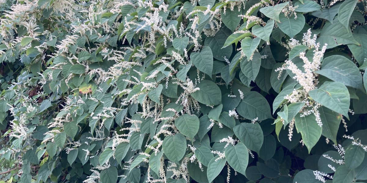 Japanese knotweed 6 scaled aspect ratio 1200 600