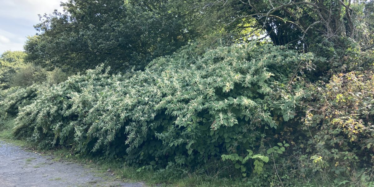 Japanese knotweed scaled aspect ratio 1200 600
