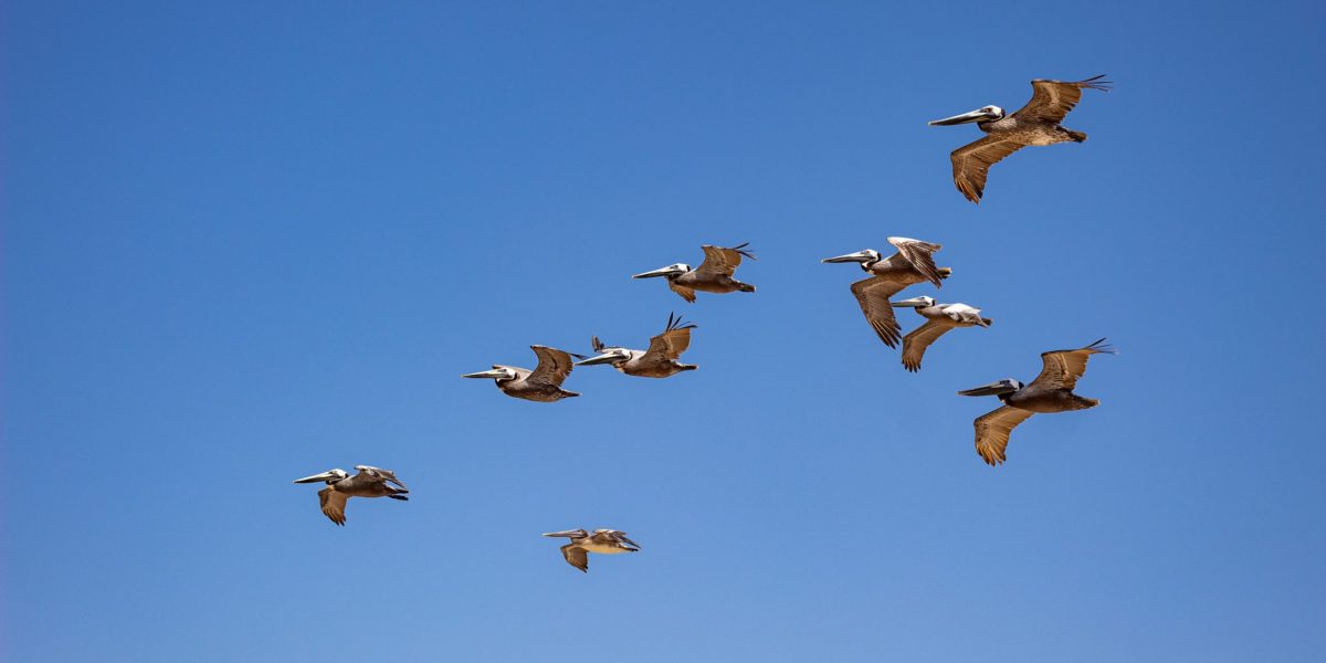 apem birds in flight scaled 1 aspect ratio 1200 600
