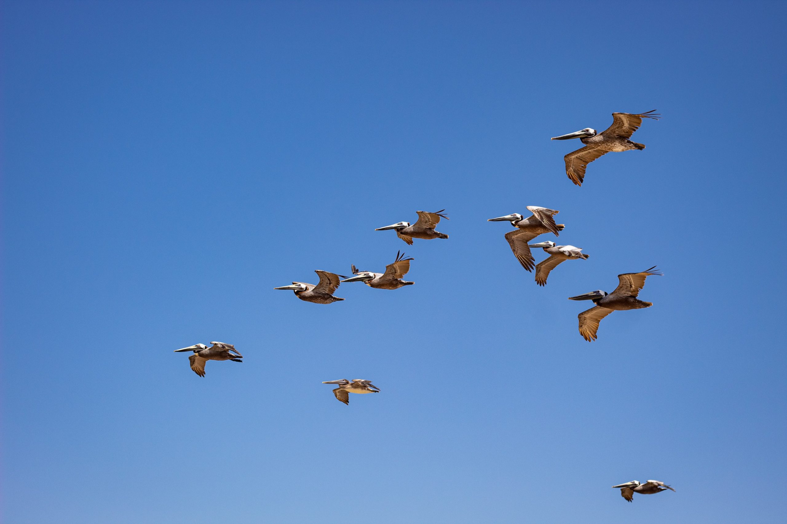 apem birds in flight scaled