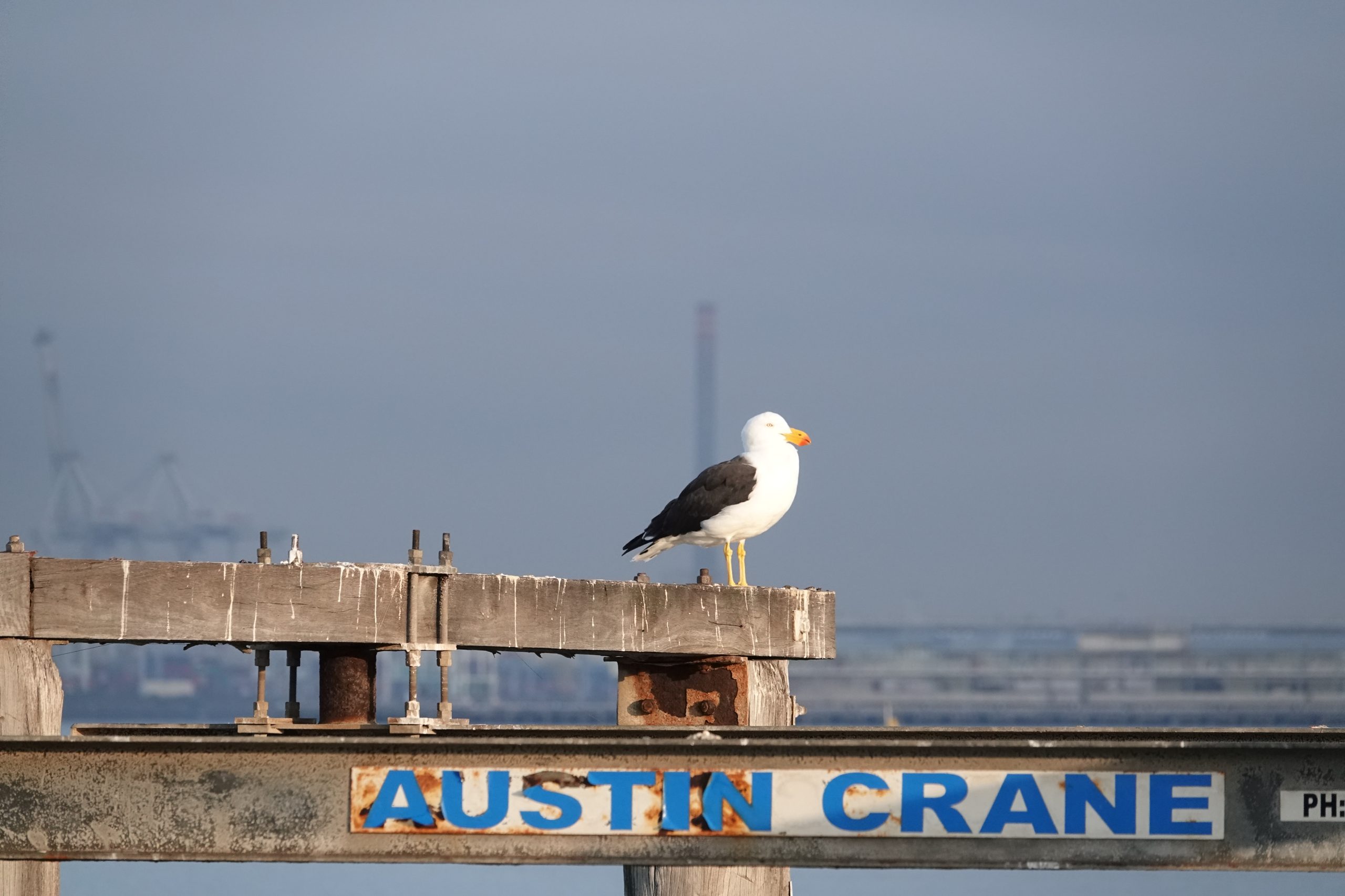 aus pacific gull