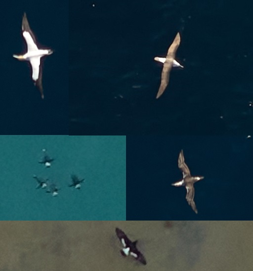 OSW aus webinar image 2