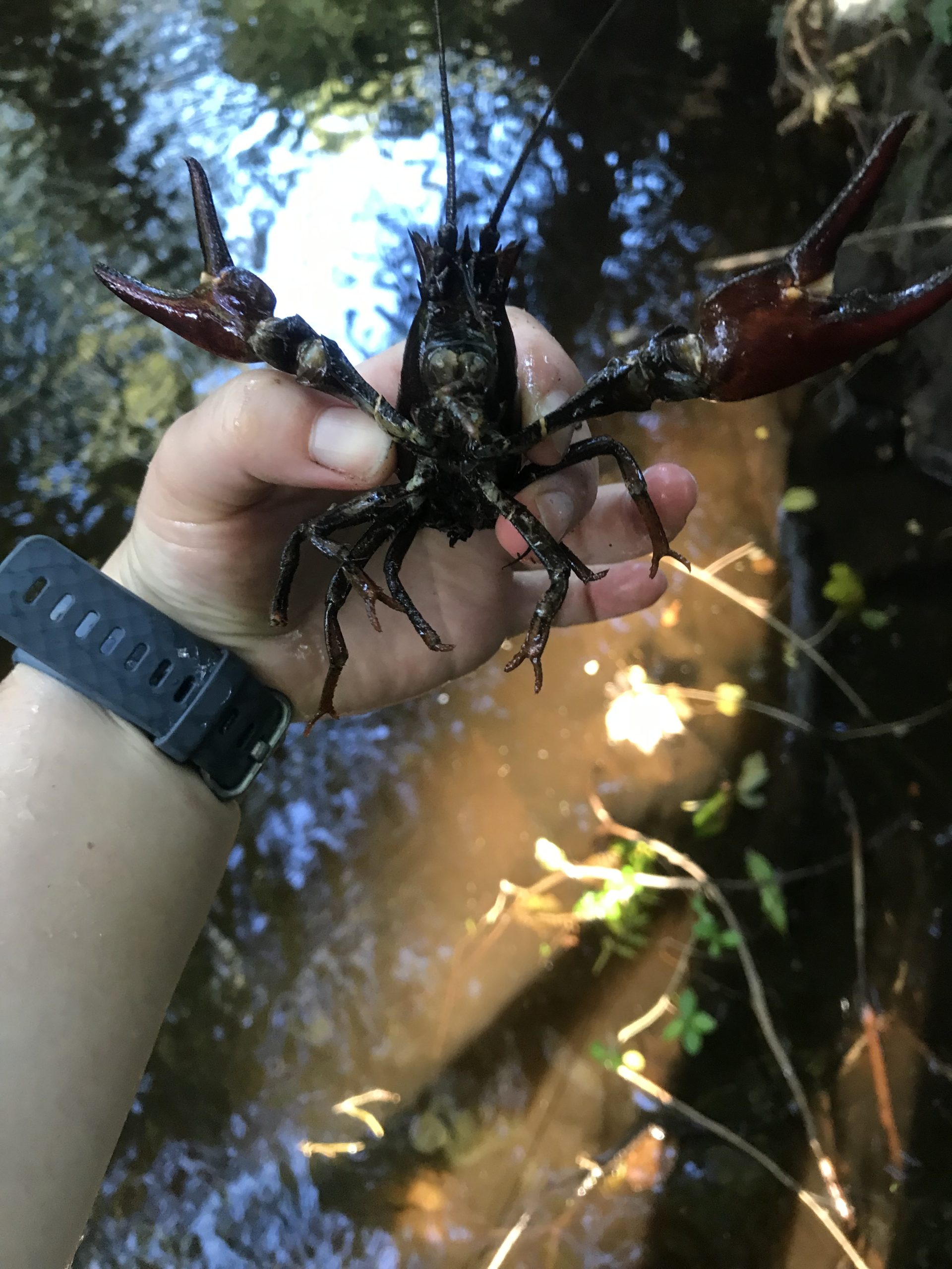 Signal crayfish
