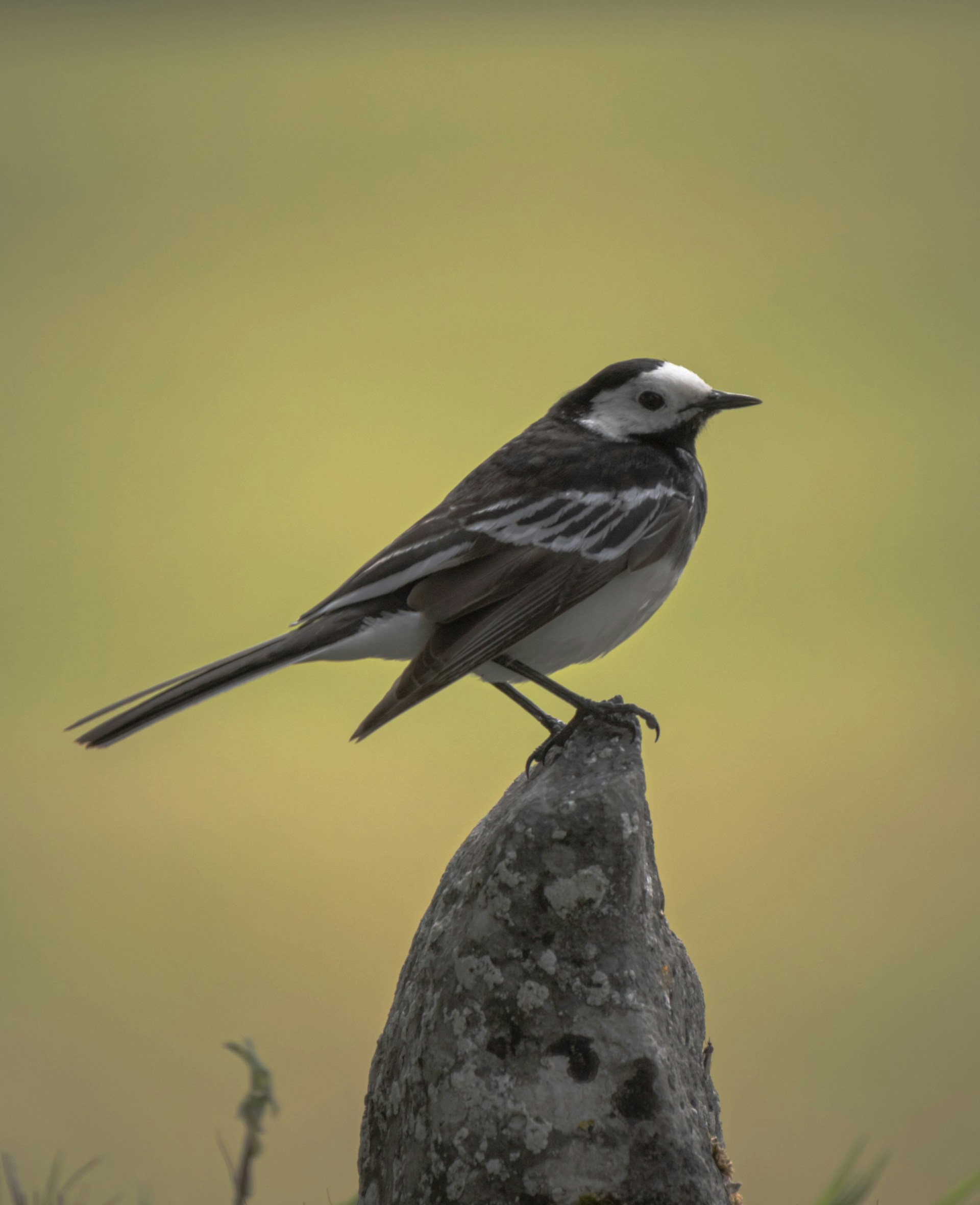 michael starkie unsplash