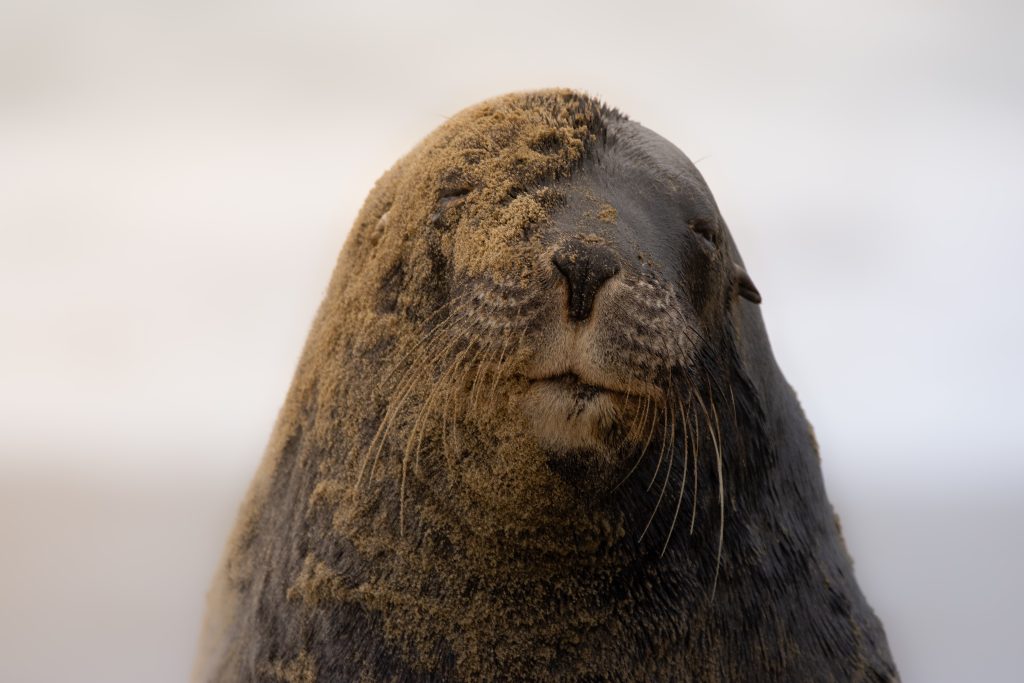 A close-up of a partially wet fur seal, showcasing the seal's features