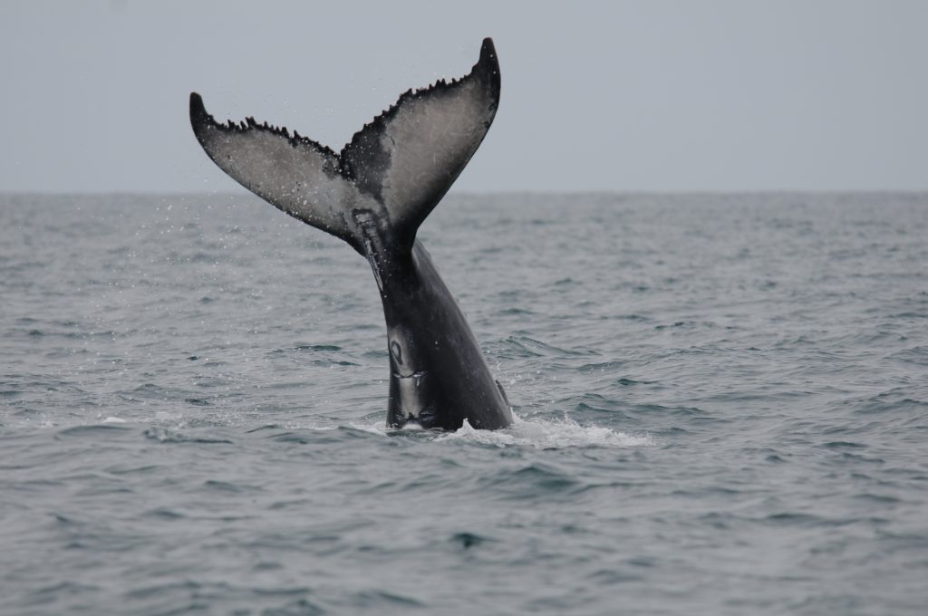 The fluke of a humpback whale visible above the water, highlighting the whale's distinctive tail and the serene ocean surface.