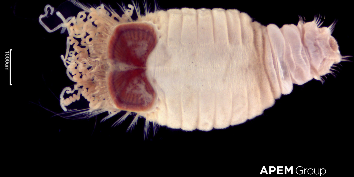 Sternapsis scutata with watermark e1743159685412 aspect ratio 1200 600