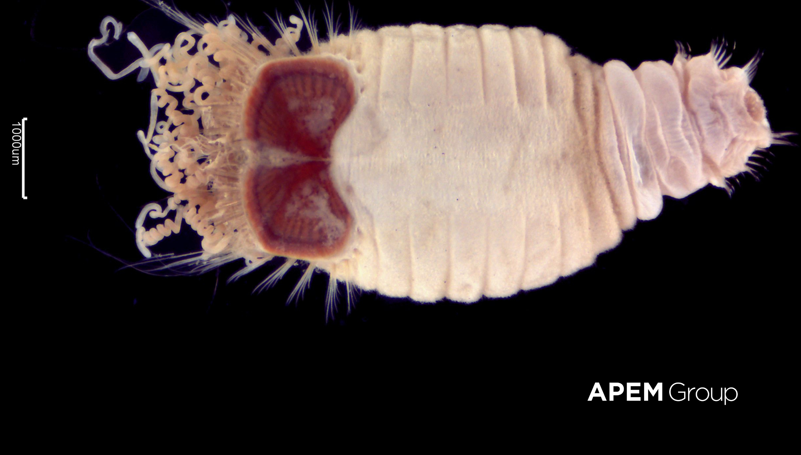 Sternapsis scutata with watermark e1743159685412