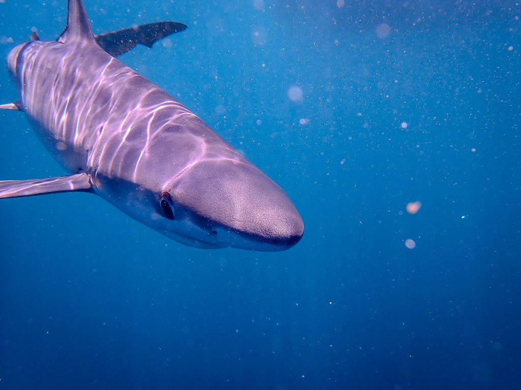 Blue shark (Prionace glauca) in open ocean habitat, an important species for healthy marine ecosystems and biodiversity conservation.
