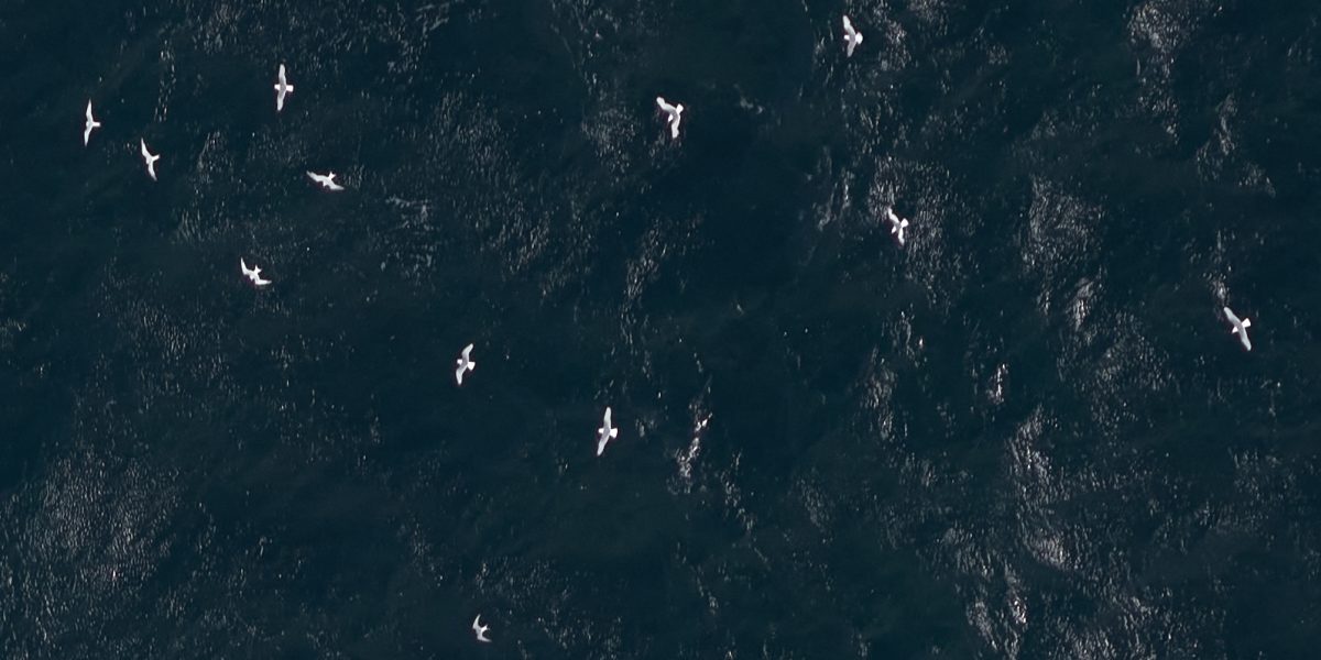 Kittiwakes sandwich terns Arctic tern off Northern Ireland aspect ratio 1200 600