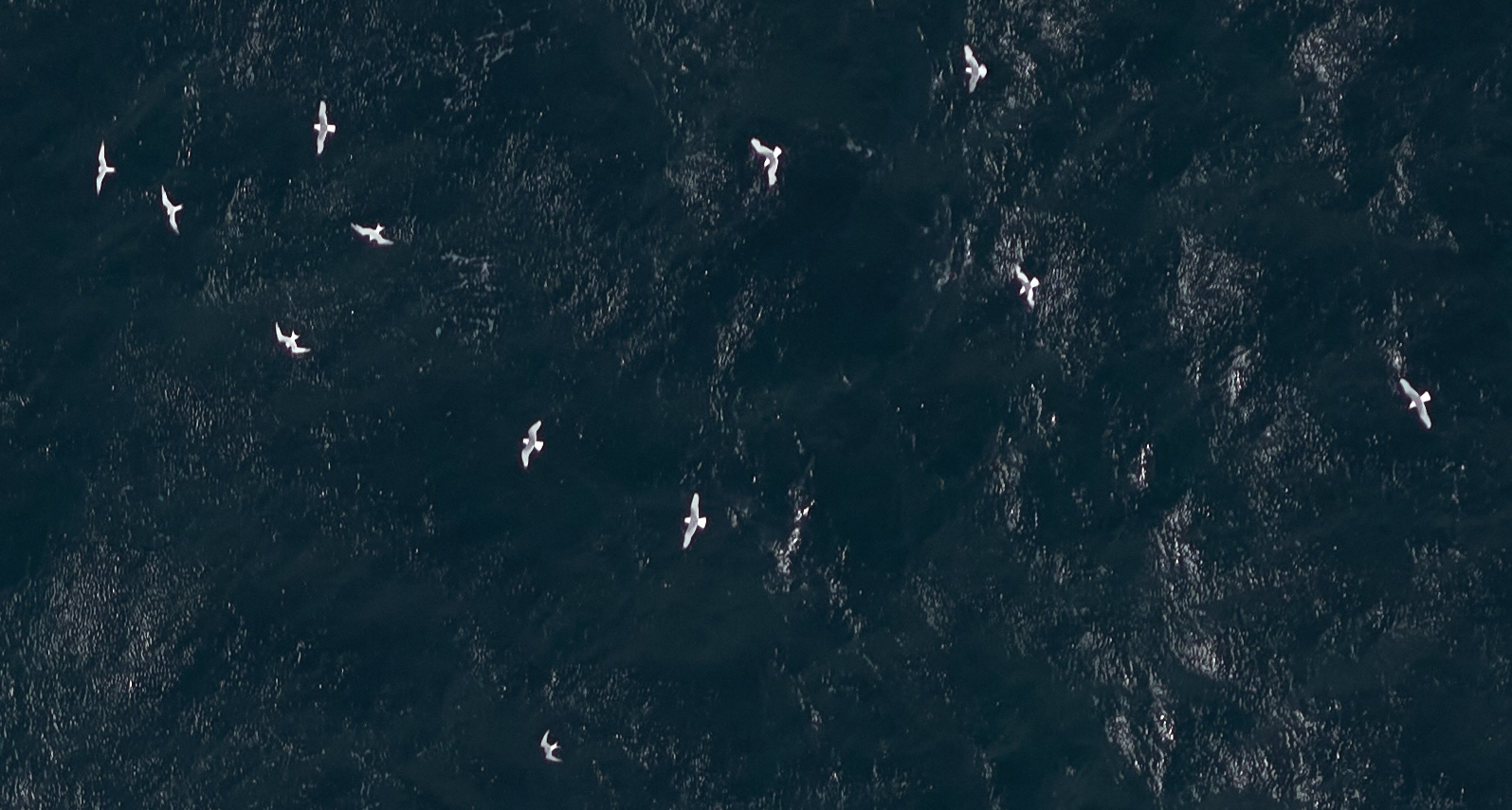 Kittiwakes, sandwich terns, Arctic tern off Northern Ireland