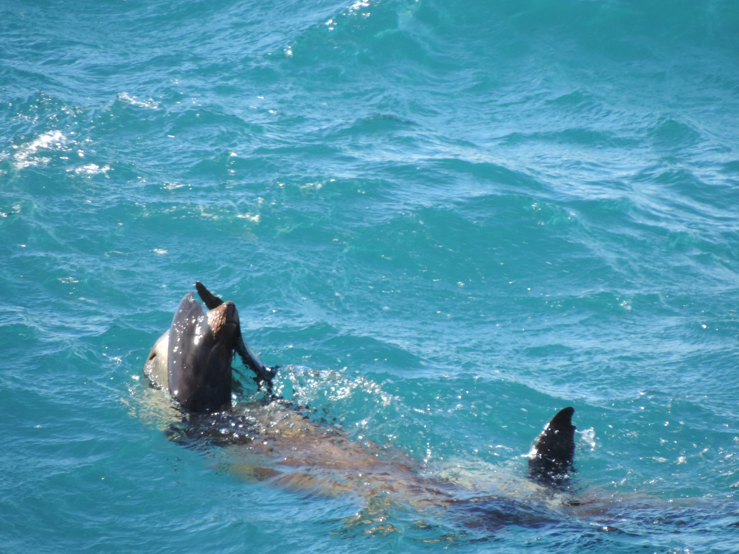 Marine mammal (c) J.Botha (5)