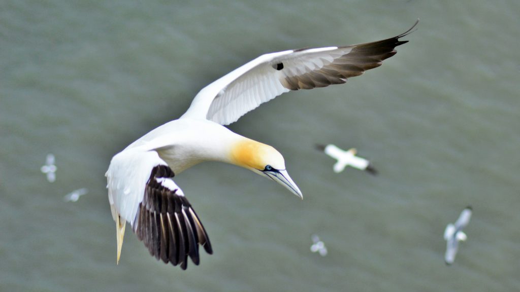Northern Gannet flying over marine waters — a key seabird species highlighting the importance of marine biodiversity and habitat restoration