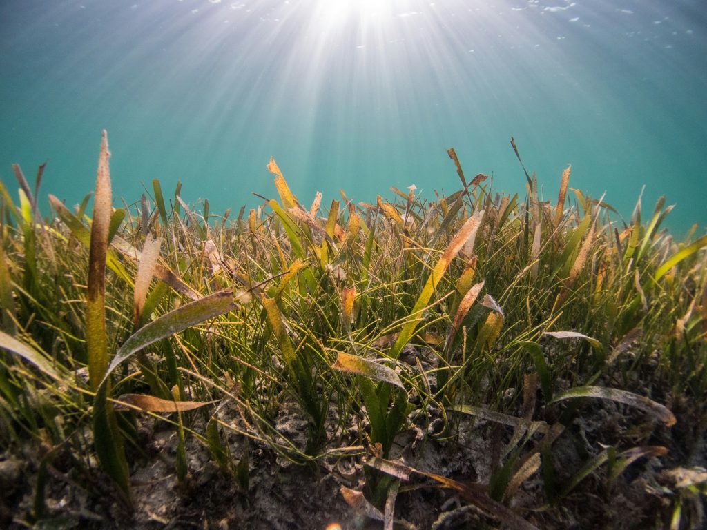 Underwater seagrass meadow, providing vital habitat for marine life and supporting coastal biodiversity.