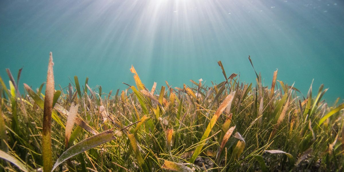 seagrass benjamin l jones I4aJx04A rY unsplash scaled aspect ratio 1200 600