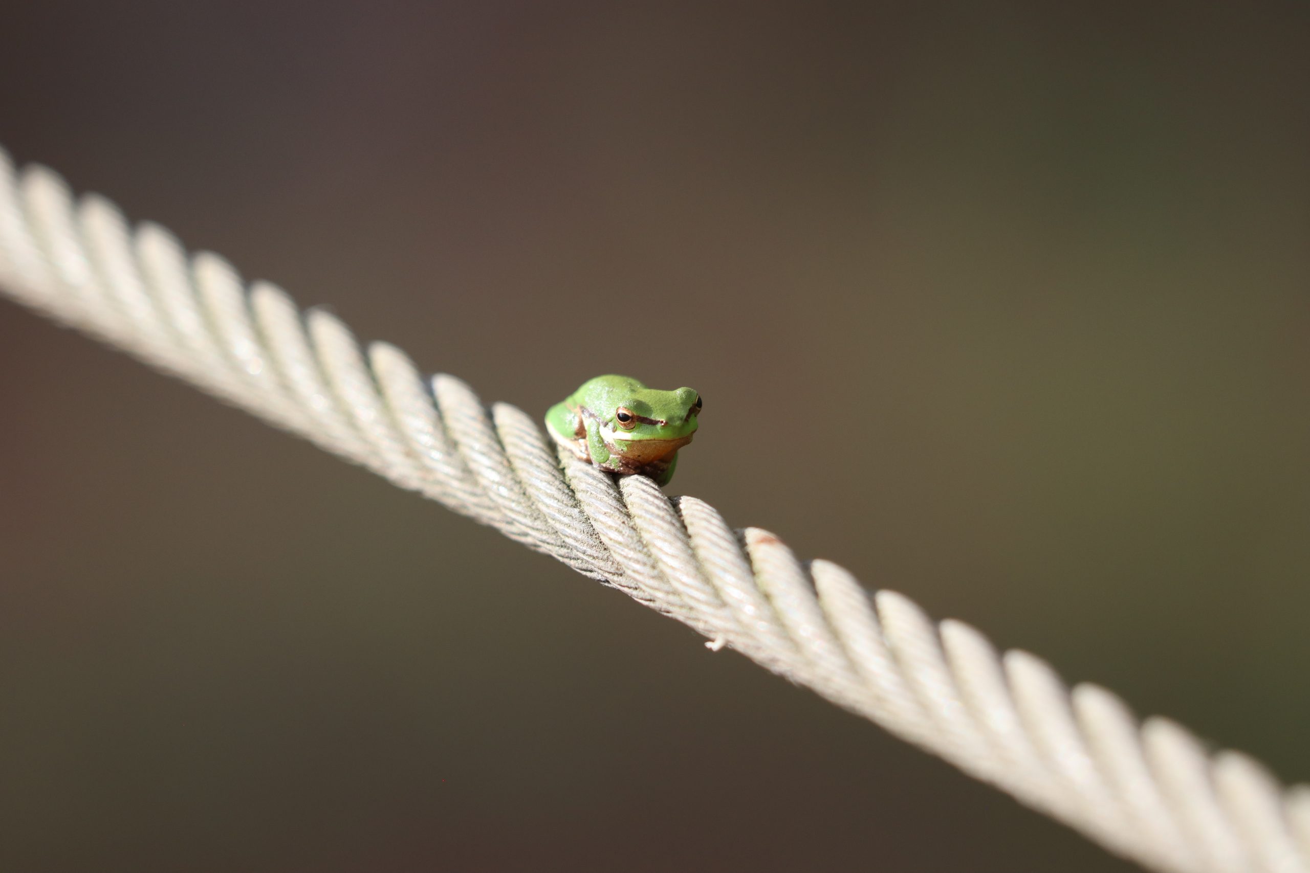 AbattoirSwamp MossmanMountMolloyRoadJulattenWetlands Emma Roast Small green tree frog perched on a thick twisted rope with a blurred natural background, highlighting its vibrant color and delicate size.