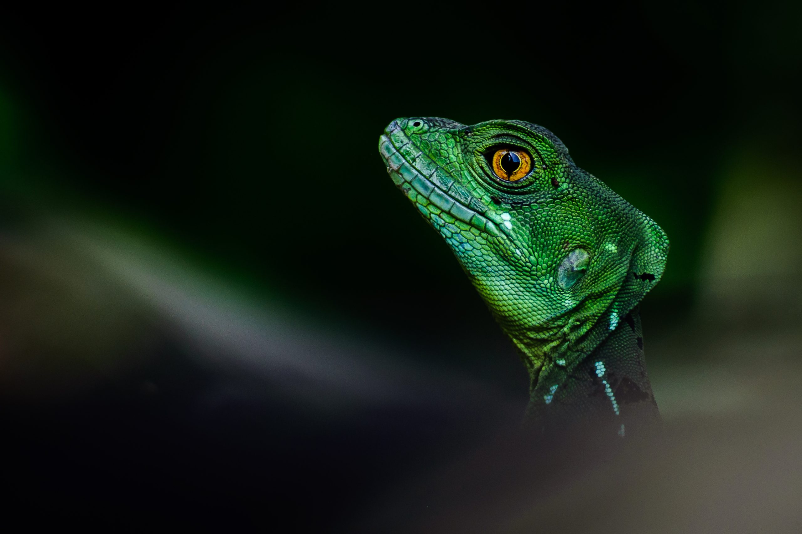 Jay Boyle Jesus Christ Lizard Costa Rica 2018 Close-up of a vibrant green basilisk lizard, also known as the Jesus Christ lizard, with striking orange eye and textured scales, captured in a dark, blurred rainforest background in Costa Rica.