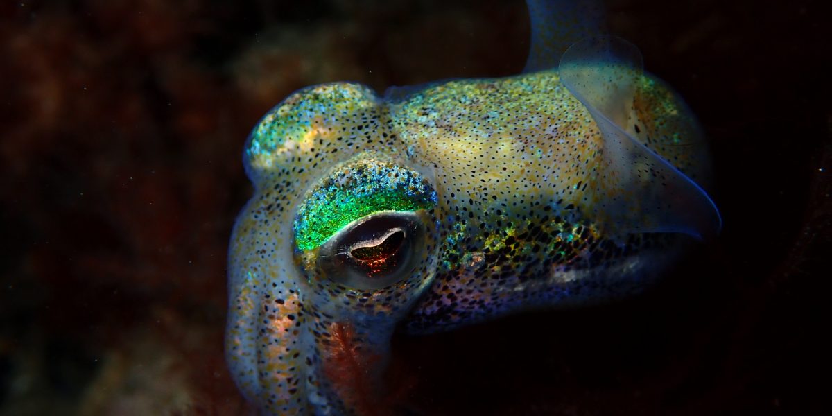 JonoBotha. Euprymna tasmanica scaled aspect ratio 1200 600