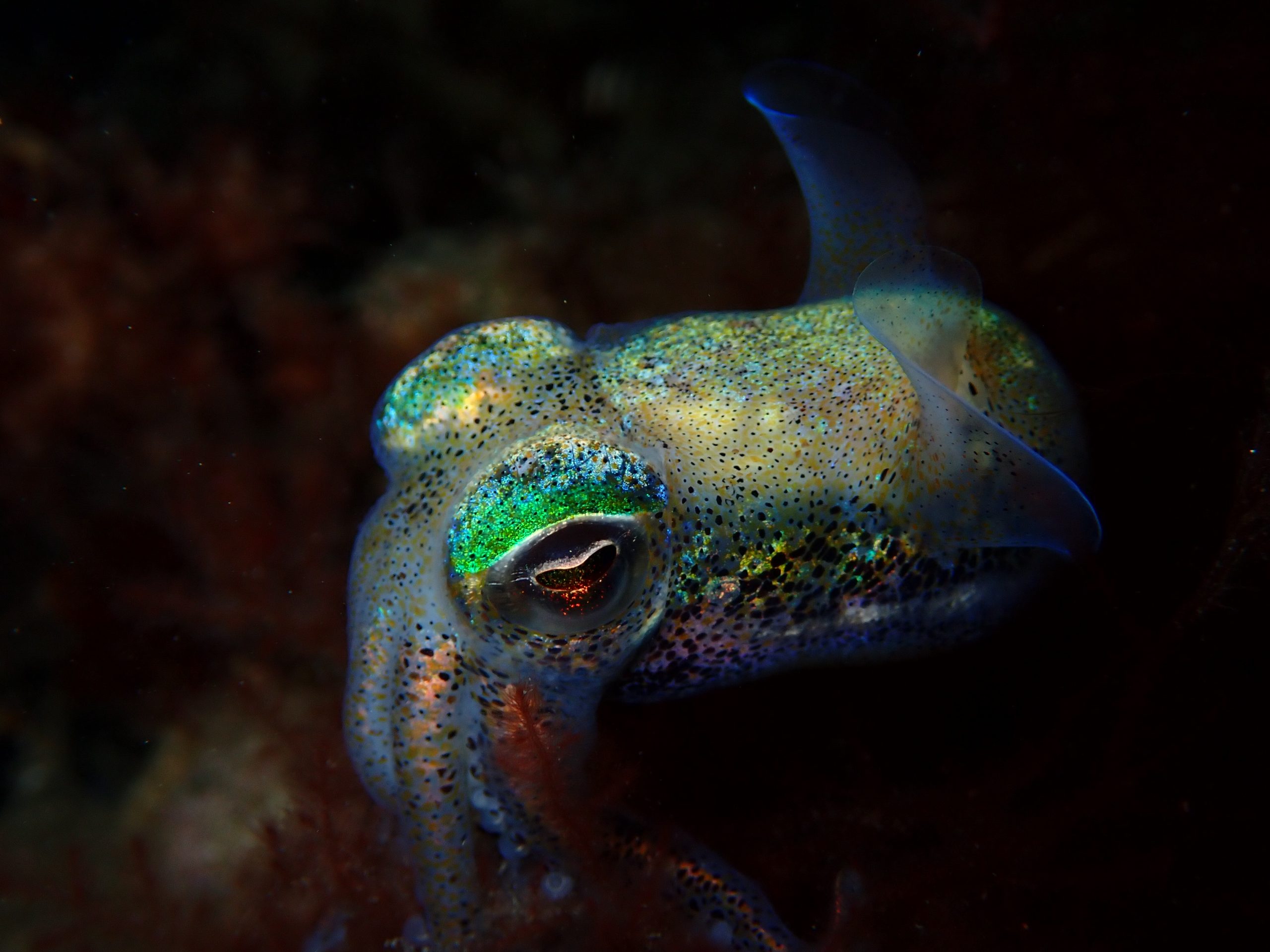 Close-up of a bioluminescent southern dumpling squid (Euprymna tasmanica) displaying iridescent green and blue patterns on its body in a dark underwater environment