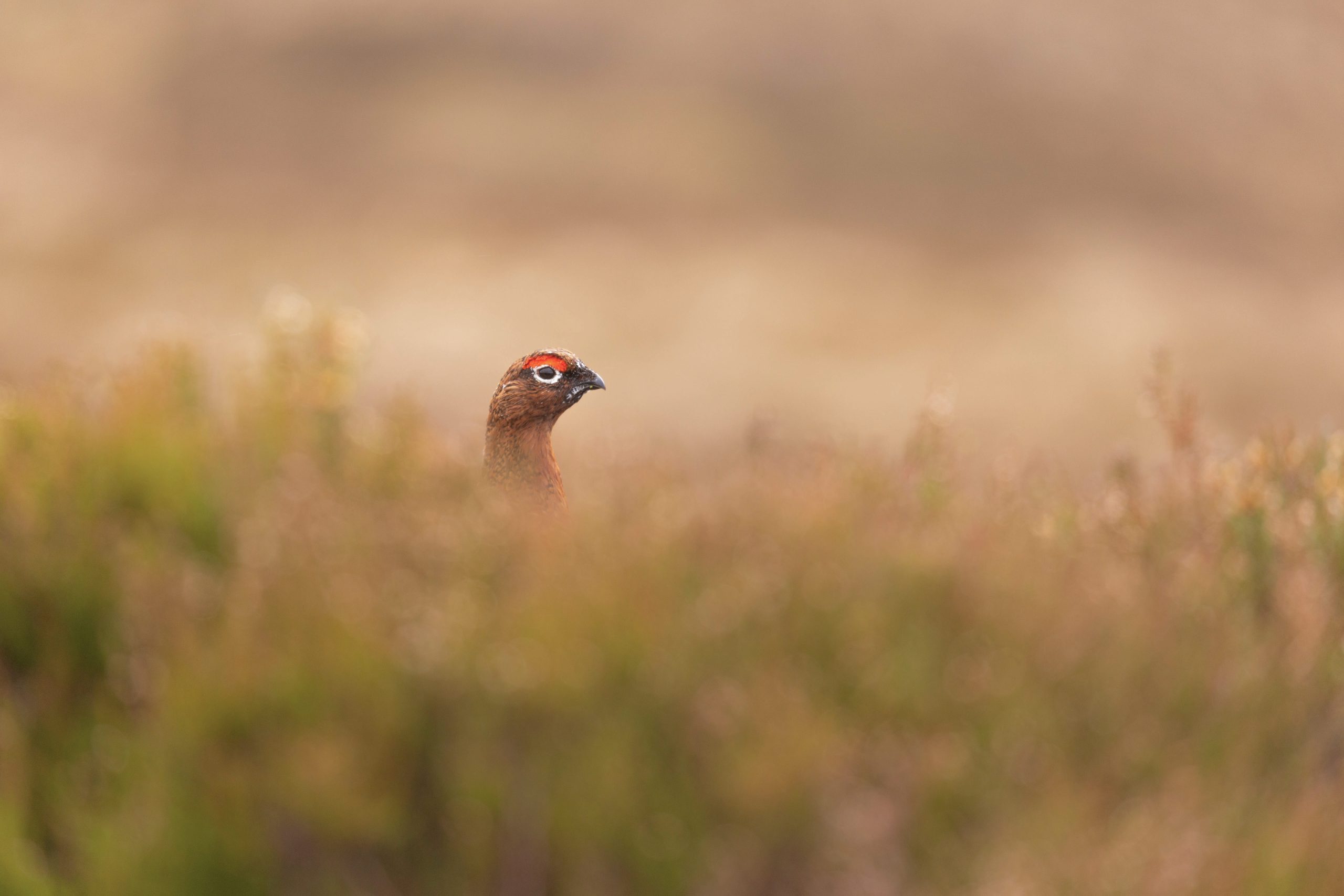 Kieron Roberts Red Grouse Cairngorms Red grouse partially hidden among heather on a Scottish moorland in the Cairngorms, with soft blurred vegetation in the foreground and a warm, earthy background.