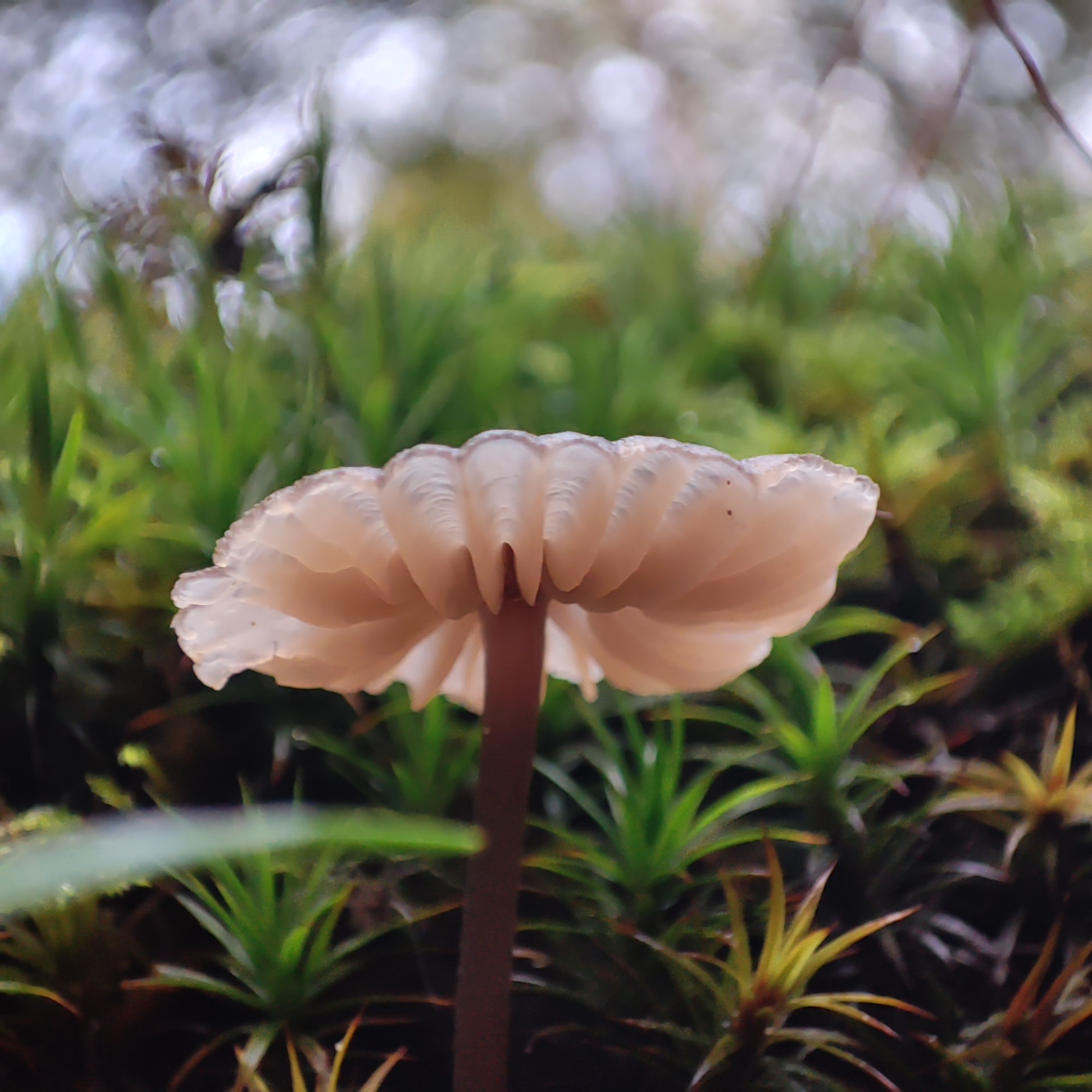 MushroomUmbrella ClayHill(Lyndhurst) MaryJanePiper Close-up view of a delicate mushroom with pale gills and a slender stem growing among vibrant green moss in a forest setting, captured from a low angle.
