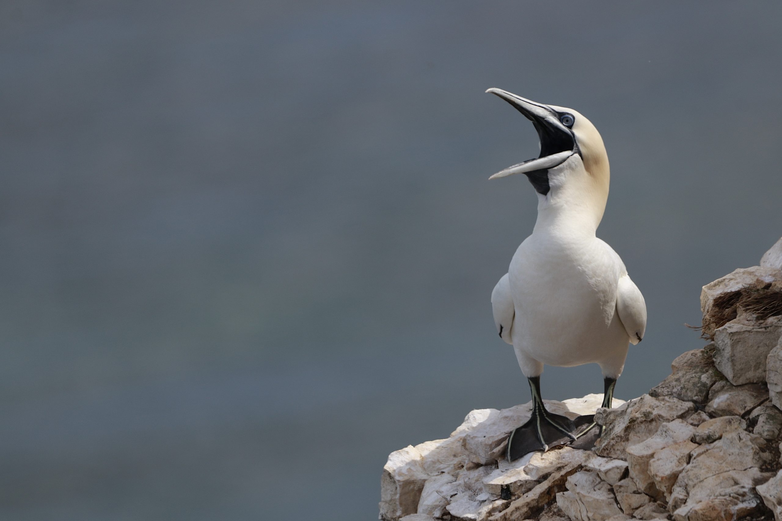 Northern Gannet, Morus Bassasnus, RSPB Bempton Cliffs Emma Roast Northern gannet (Morus bassanus) standing on a rocky cliff edge at RSPB Bempton Cliffs, with its beak wide open and pale plumage contrasting against a blurred blue-grey background.