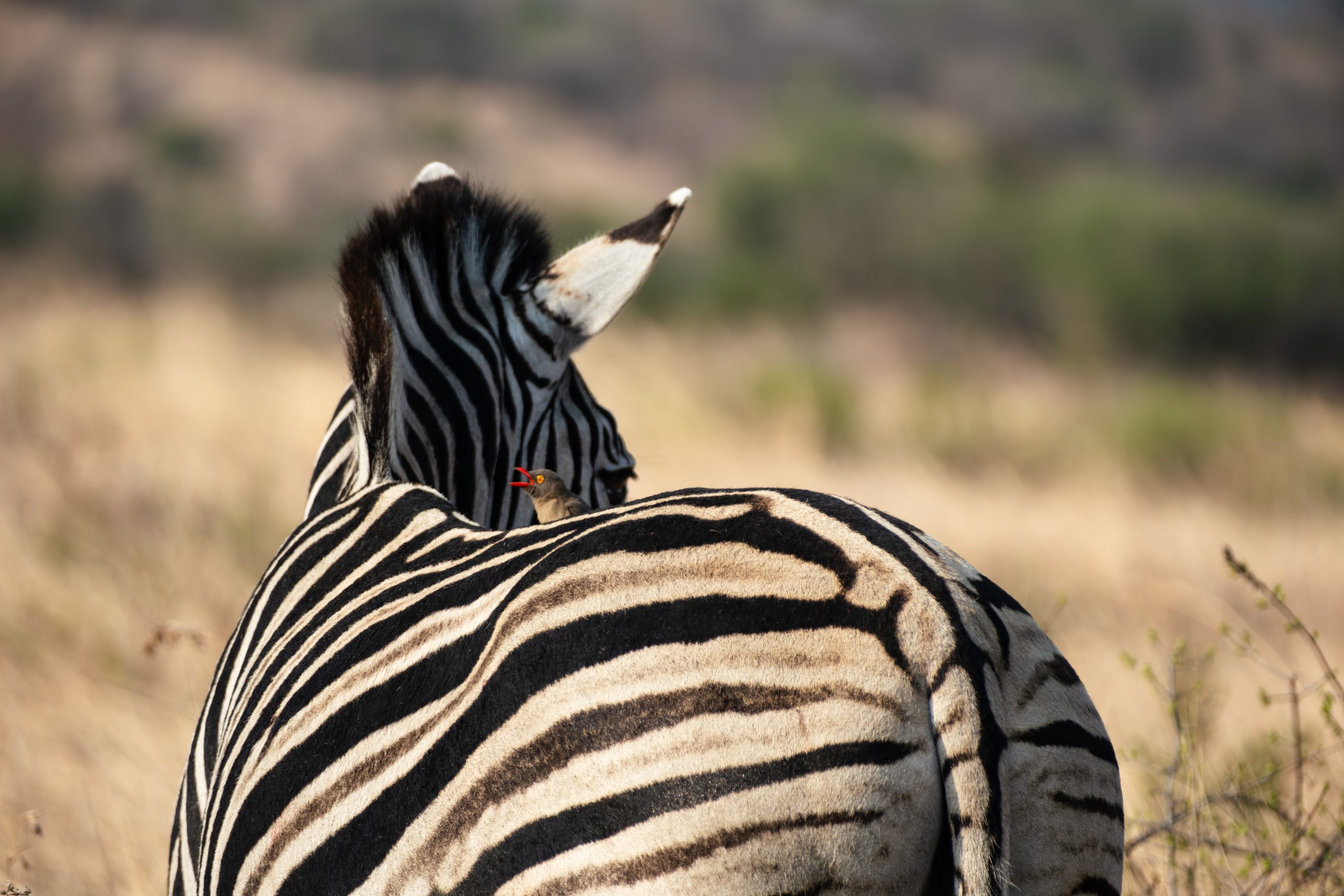 Red billed oxpecker on Zebra South Africa Mark Blackwell Aug25 Close-up of a zebra with bold black-and-white stripes standing in a dry grassy savanna, featuring a red-billed oxpecker perched on its back in South Africa.
