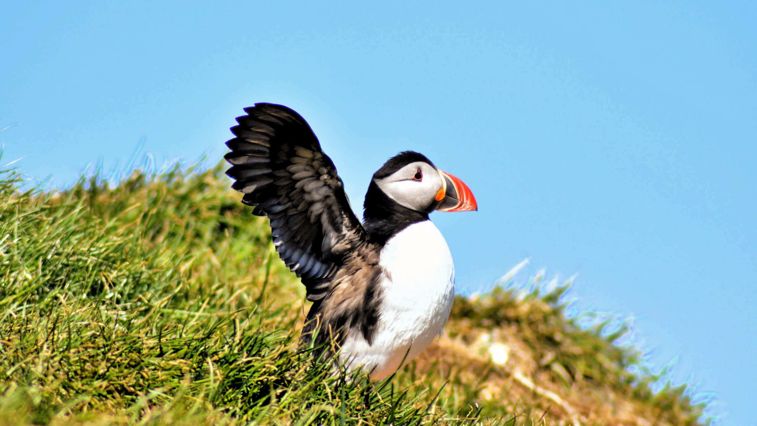 Richard McCulloch Puffin Iceland Atlantic puffin standing on grassy cliff with wings outstretched against a clear blue sky in Iceland, showcasing its colorful orange beak and distinctive black-and-white plumage.