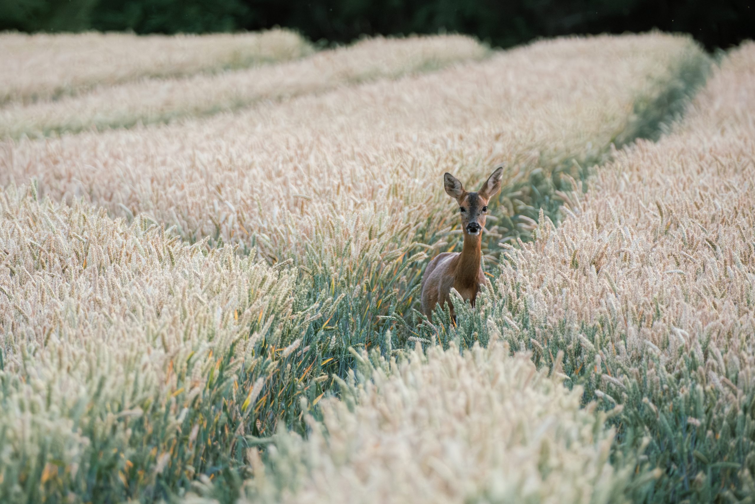 YoungRedDeer Mark Blackwell West Sussex June2025 Young red deer standing alert in the middle of a golden wheat field in West Sussex, with tall grain stalks surrounding the animal and a blurred green treeline in the background.